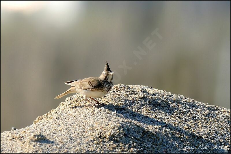 Crested Lark