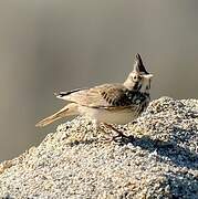 Crested Lark