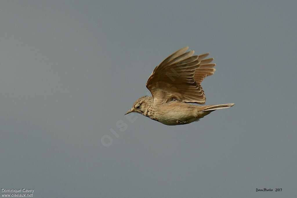 Crested Larkadult, pigmentation, Flight