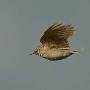 Crested Lark