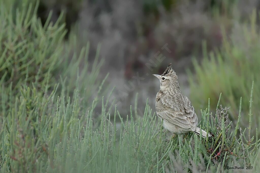 Cochevis huppé