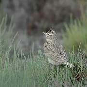 Crested Lark