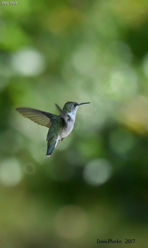 Ruby-throated Hummingbird