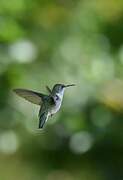 Colibri à gorge rubis