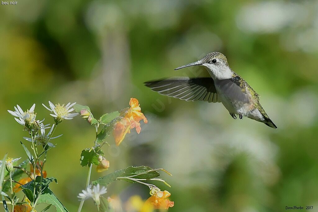 Ruby-throated Hummingbird