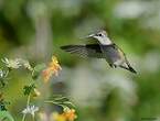 Colibri à gorge rubis