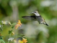 Ruby-throated Hummingbird