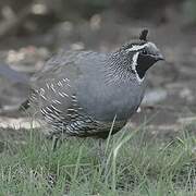 California Quail