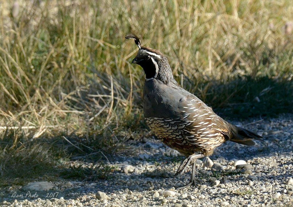 California Quail