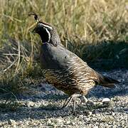 California Quail
