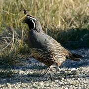 California Quail