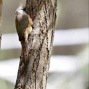 Speckled Mousebird