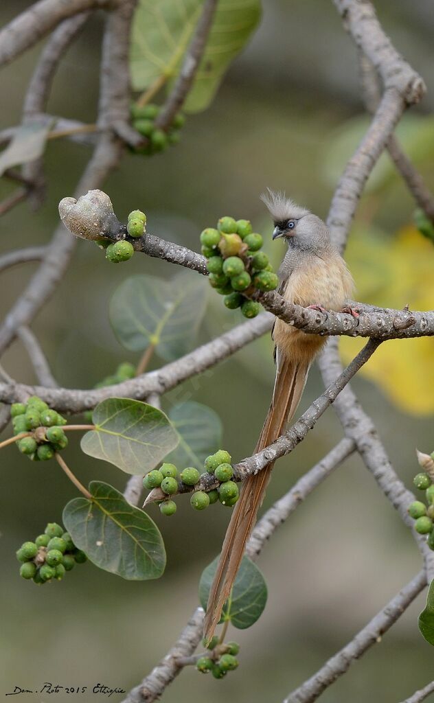 Speckled Mousebird