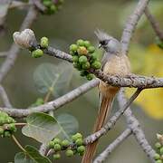 Speckled Mousebird