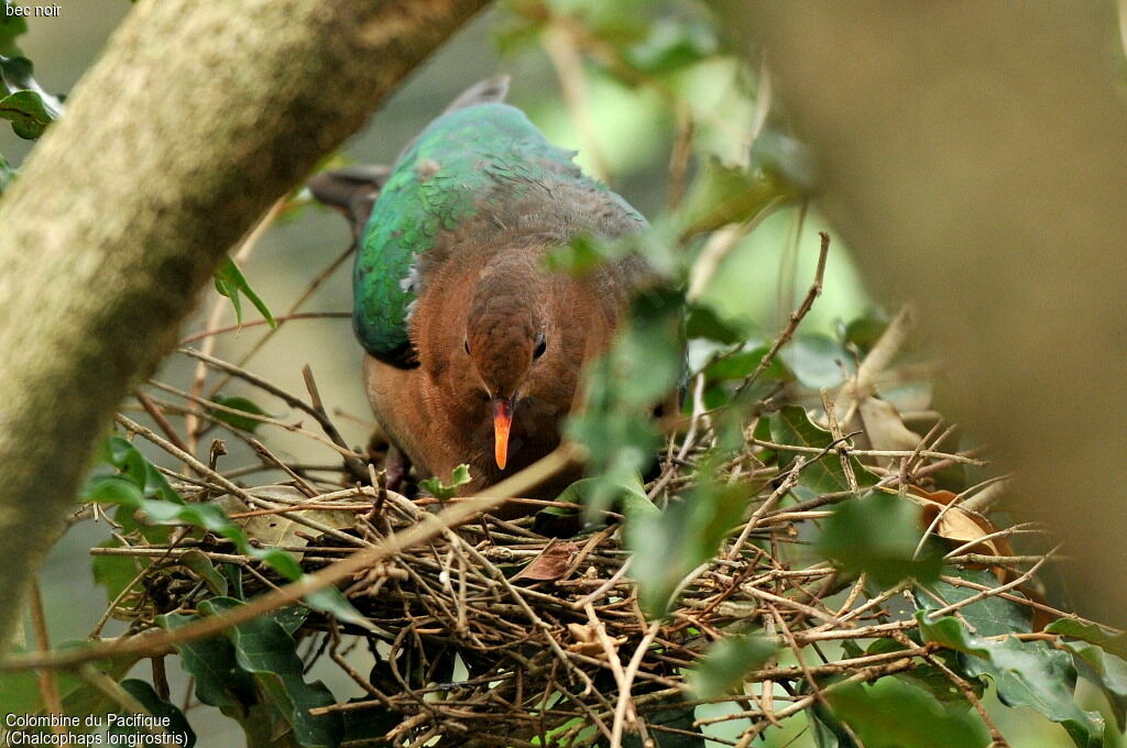 Pacific Emerald Dove