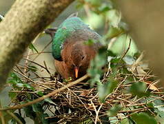 Pacific Emerald Dove