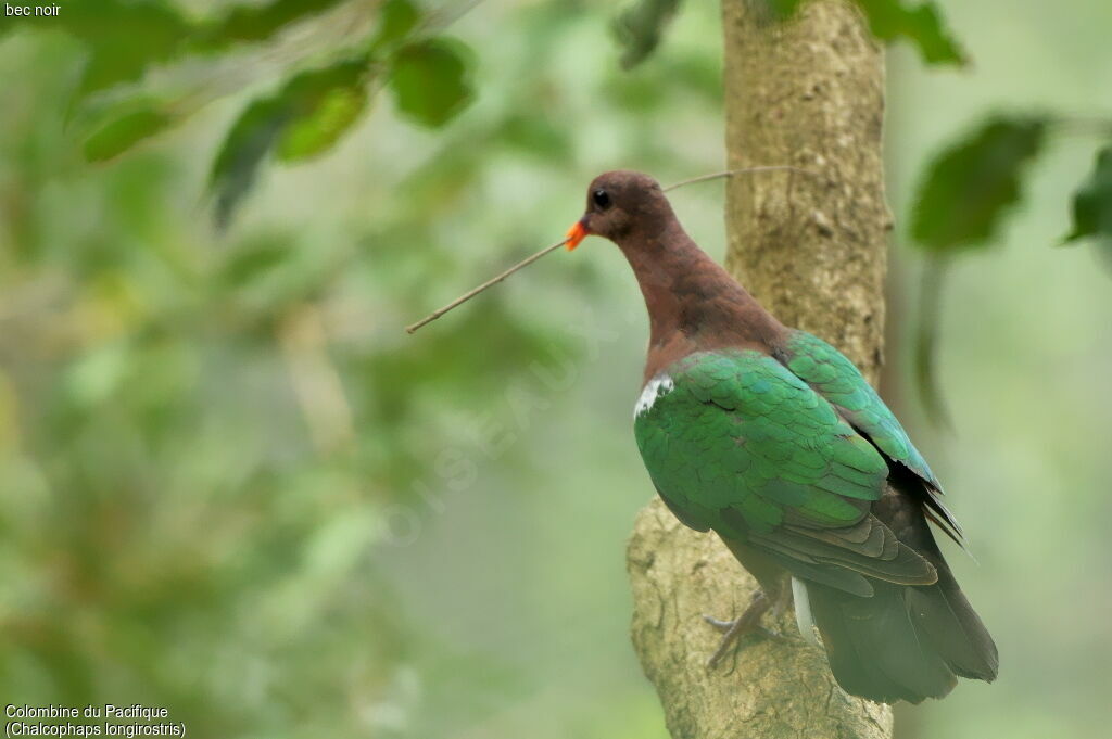 Pacific Emerald Dove