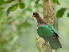 Pacific Emerald Dove