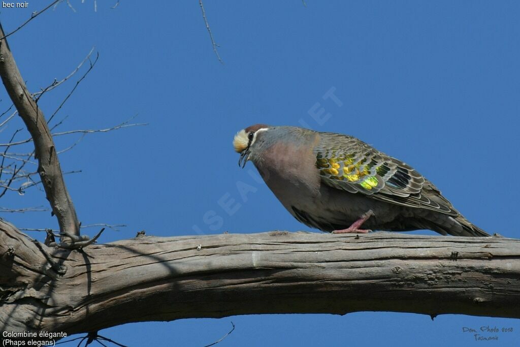 Brush Bronzewing