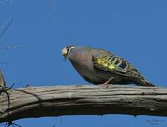 Brush Bronzewing