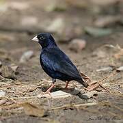 Village Indigobird