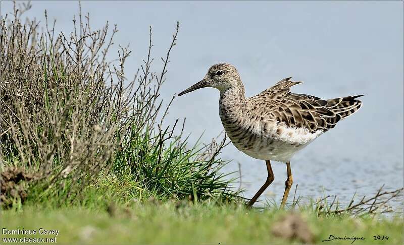 Combattant varié femelle adulte nuptial, identification