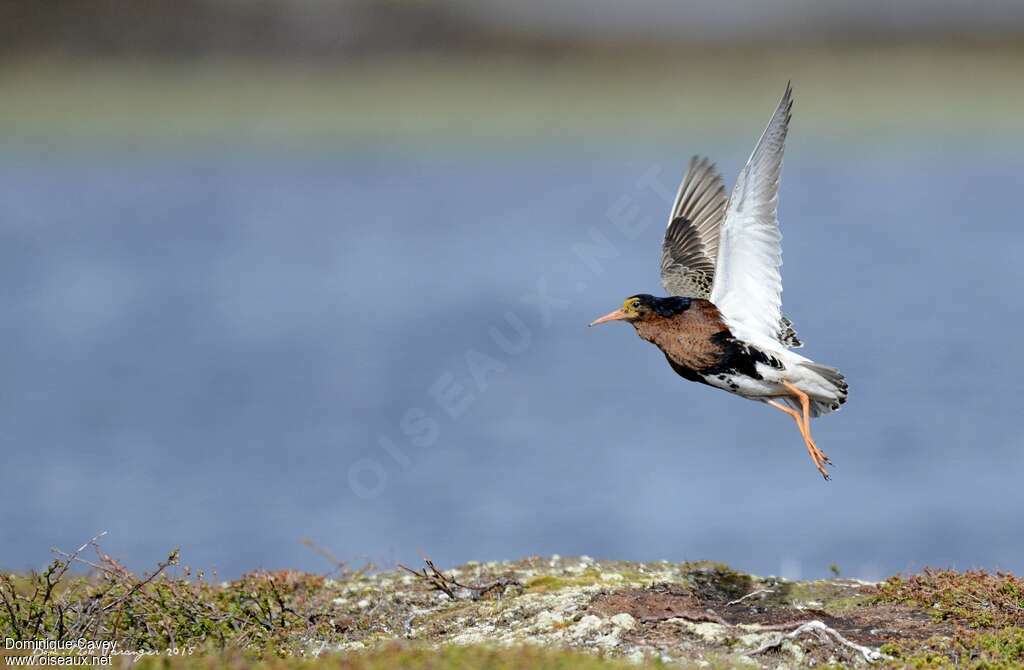 Ruff male adult breeding, Flight