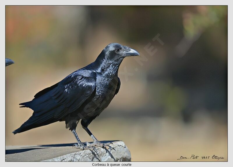 Fan-tailed Raven