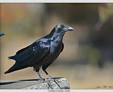 Fan-tailed Raven