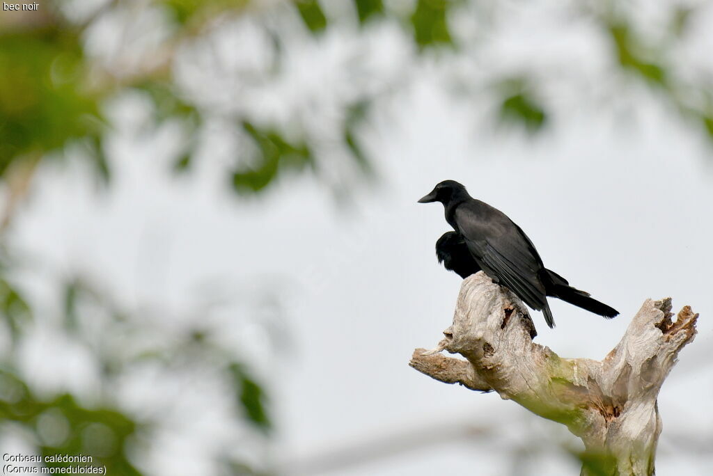 Corbeau calédonien