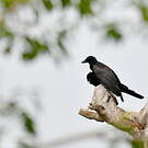 Corbeau calédonien
