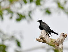 New Caledonian Crow