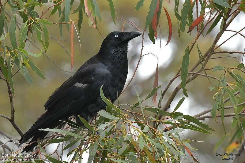 Corbeau de Tasmanieadulte, identification