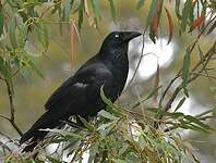 Corbeau de Tasmanie