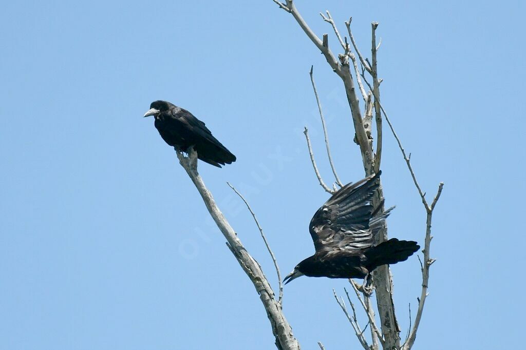 Corbeau freux