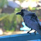 Corbeau indien