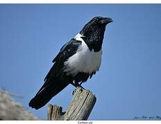 Pied Crow