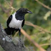 Pied Crow