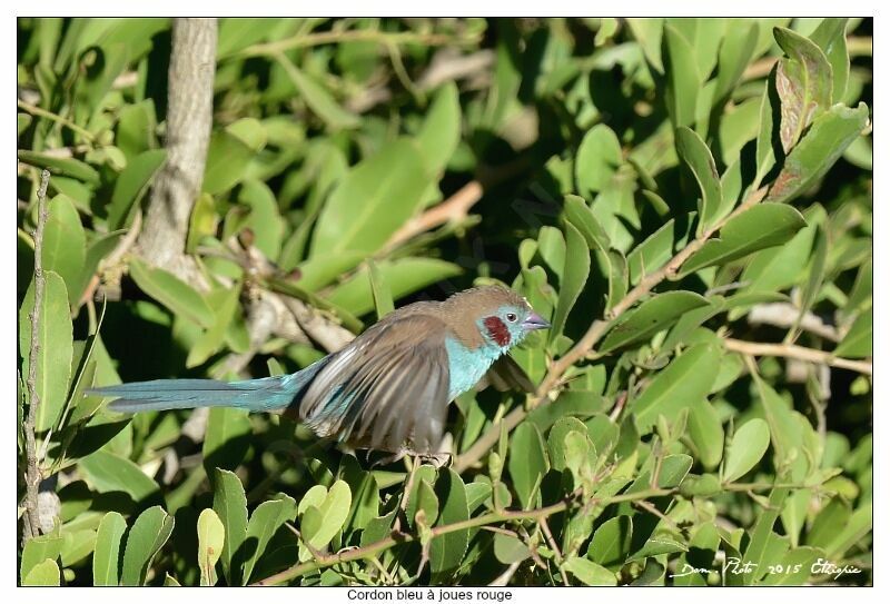 Red-cheeked Cordon-bleu