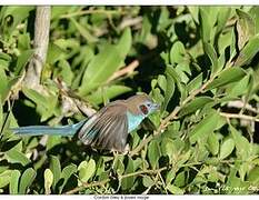 Red-cheeked Cordon-bleu