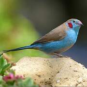 Red-cheeked Cordon-bleu