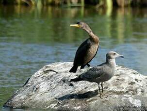 Cormoran à aigrettes