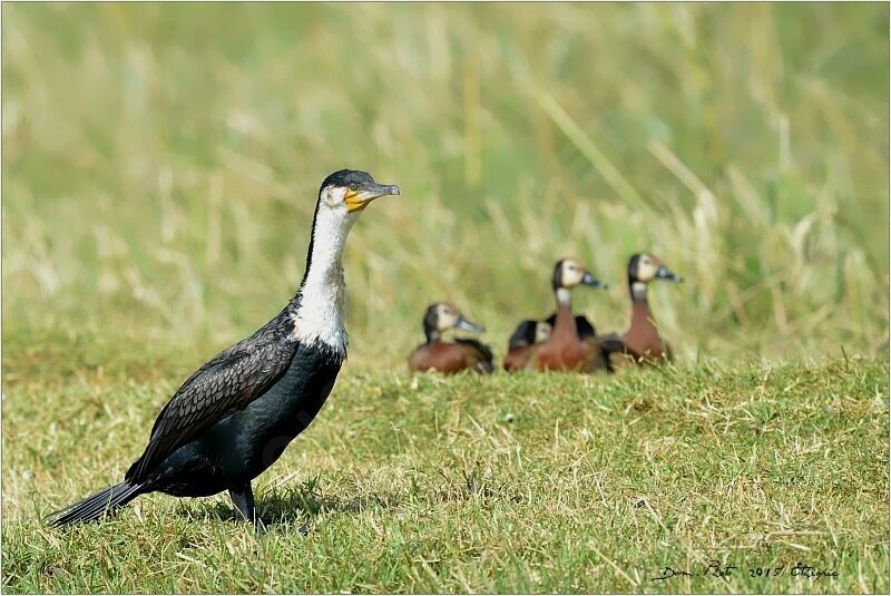 Cormoran à poitrine blanche