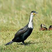 White-breasted Cormorant