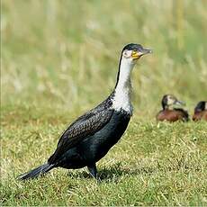 Cormoran à poitrine blanche