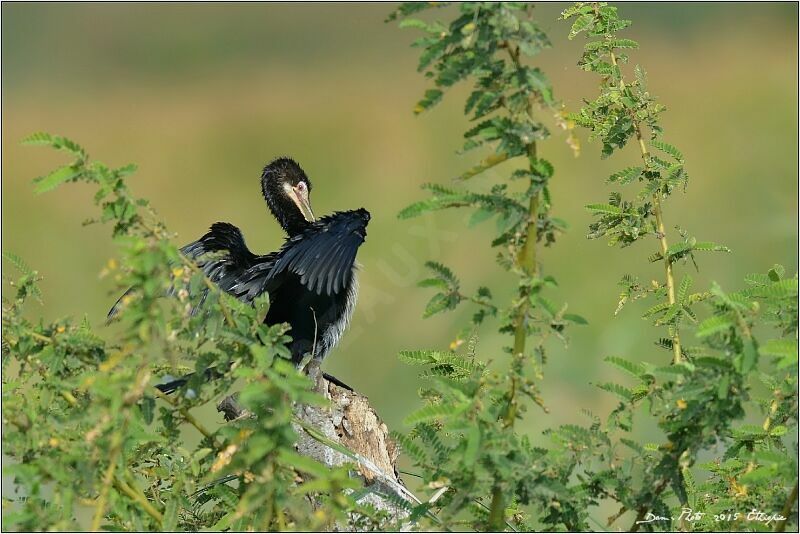 Reed Cormorant