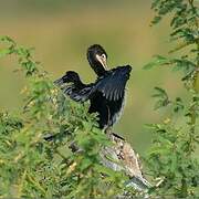 Reed Cormorant