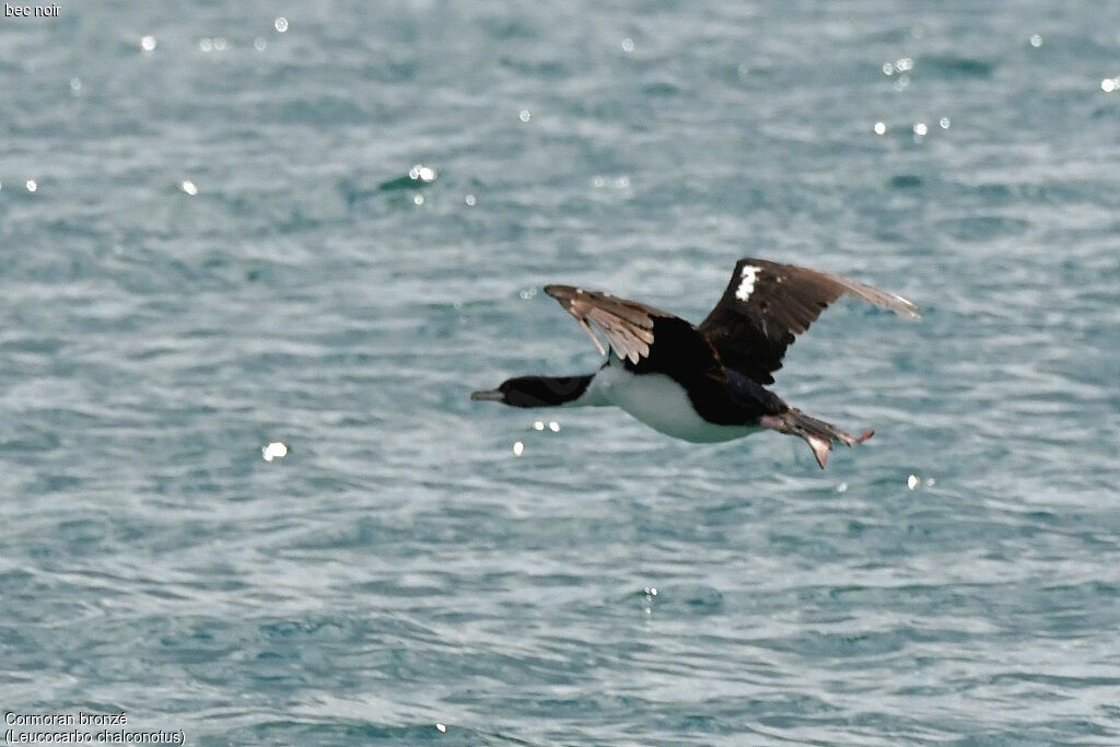 Otago Shag