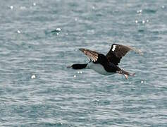 Otago Shag