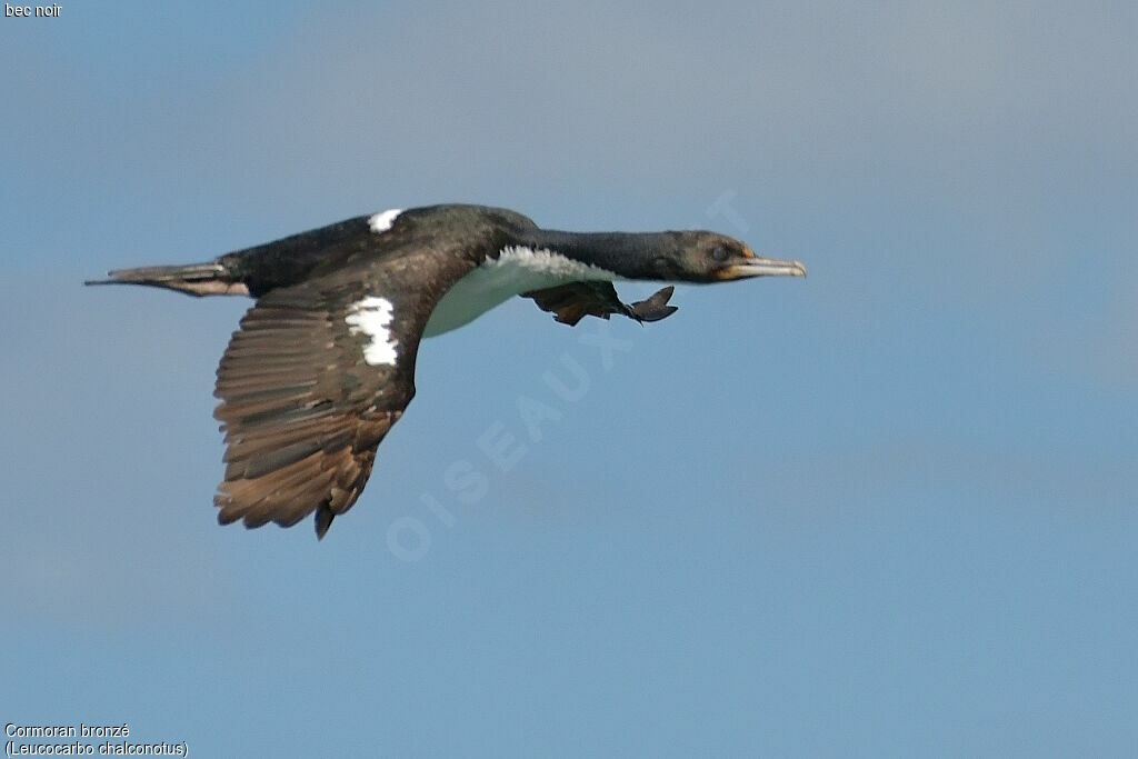 Otago Shag